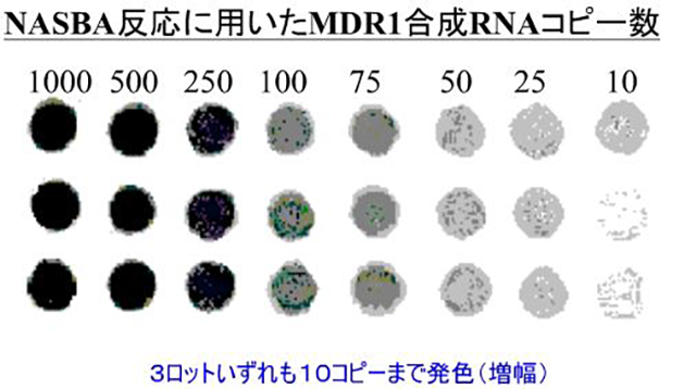 NASBA反応に用いたMDR1合成RNAコピー数の図